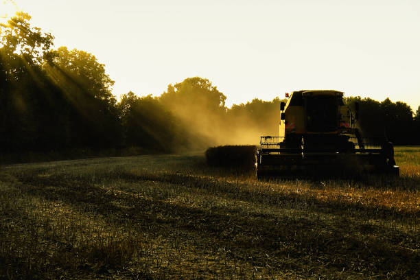 istock Harvester, harvest, rapeseed, field, agriculture 997737084