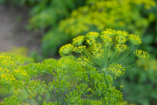 istock Inflorescence of fragrant dill umbrella closeup. 997737734