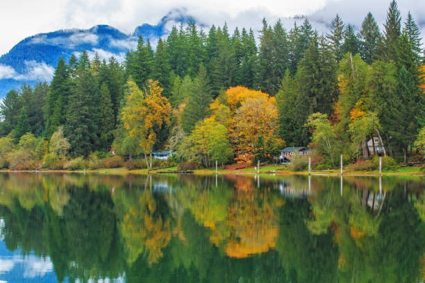 istock Quinault Lake rainforest 997738424