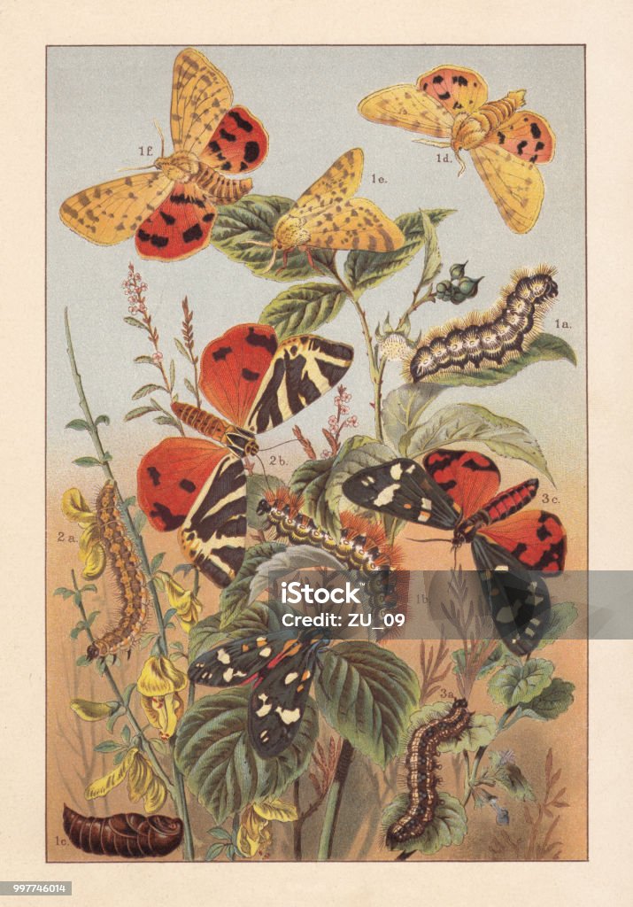 Arctiinae (tiger moths), lithograph, published around 1895 Arctiinae (tiger moths): 1) Purple Tiger (Diacrisia purpurata), male caterpillar (1a), female caterpillar (1b), pupa (1c), male moth (1d), female moth (1e - 1f); 2a - 2b) Jersey tiger (Euplagia quadripunctaria), 3a - 3c) Scarlet tiger moth (Callimorpha dominula). Lithograph, published around 1895. Butterfly - Insect stock illustration