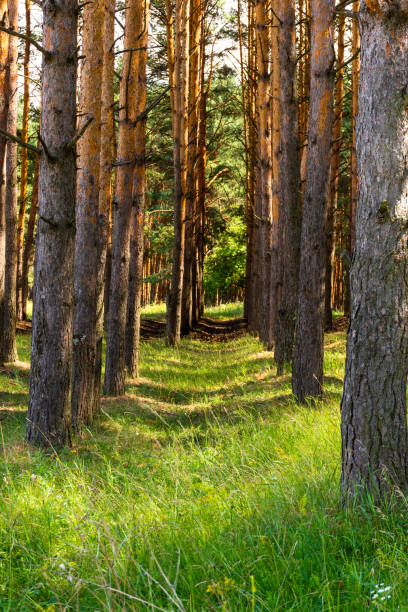 Slender rows of pines. Juicy green grass