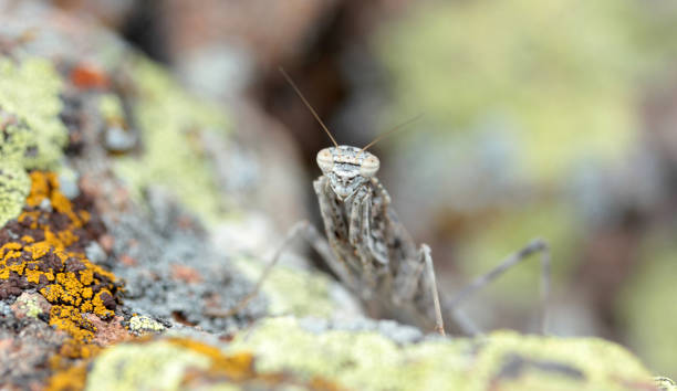 istock Camouflaged grasshopper on a rock 997750214