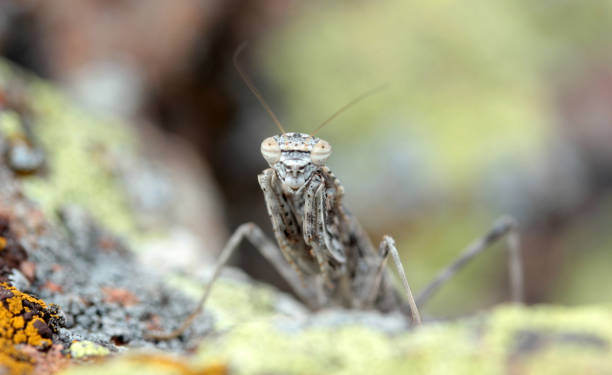 istock Camouflaged grasshopper on a rock 997750850