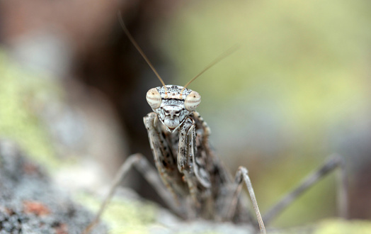 Camouflaged grasshopper on a rock