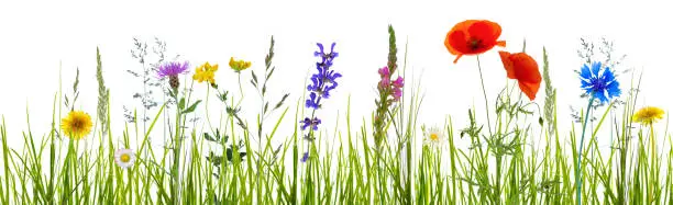 colorful wildflower meadow on white background