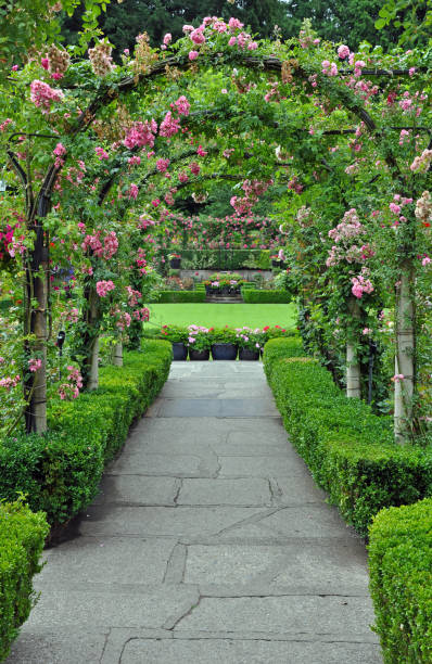 istock Rose garden archway 997751050