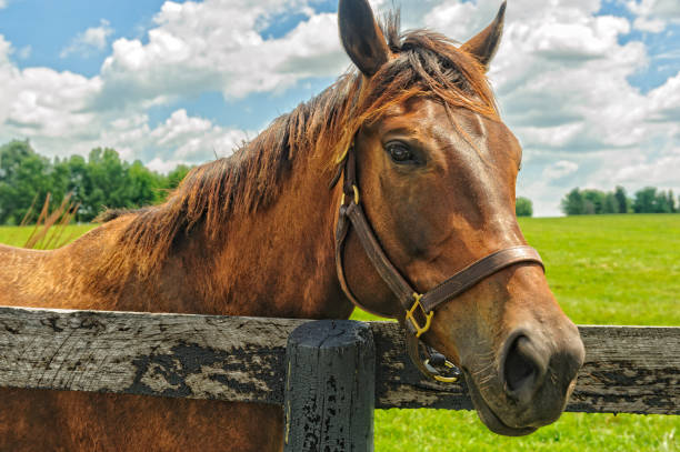 istock Thoroughbred horse in Kentucky 997754474