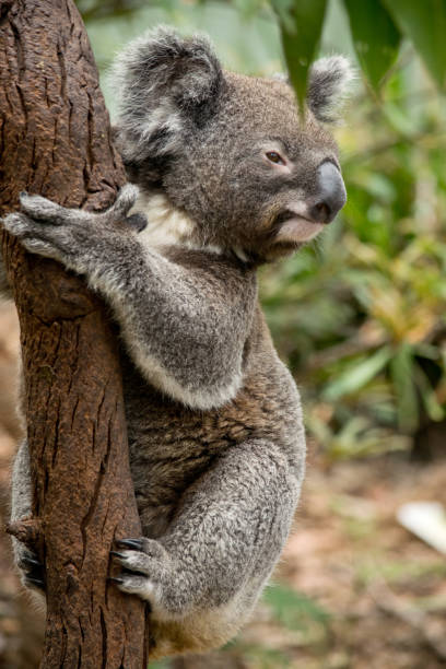 istock Koala siting on the branch in the zoo. Australia. 997757148