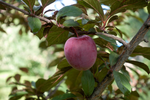 istock Branch with ripe plum in the orchard 997757216