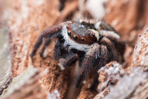 istock Super macro Jumping spider or Carrhotus viduus on rock 997770884