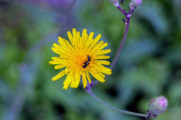 istock Dandelion, also Radica (Taraxacum) with bee and ants. 997784584
