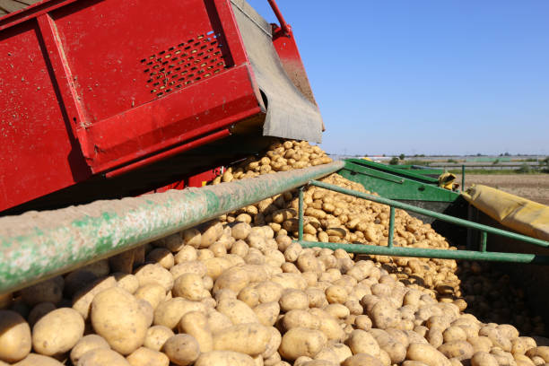 istock Agricultural potato harvest 997785064