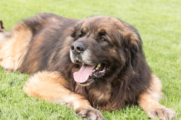 istock portrait of a leonberg outdoors in belgium 997786552