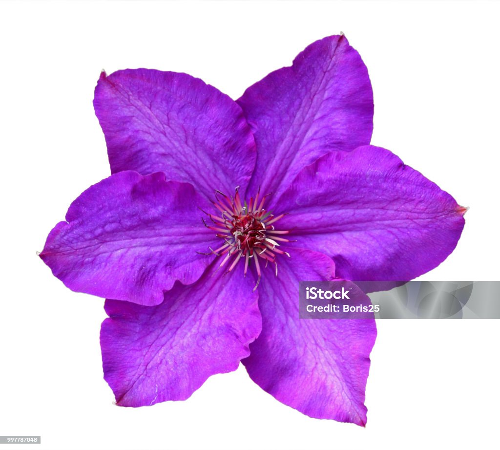 Fleur de clématite violet - Photo de Clématite libre de droits