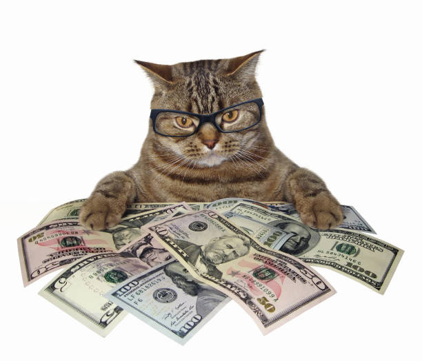 кошка с американскими долларами - making money фотографии стоковые фото и изображения