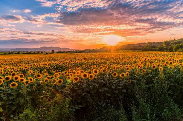istock Sunset in the sunflowers field 997794958