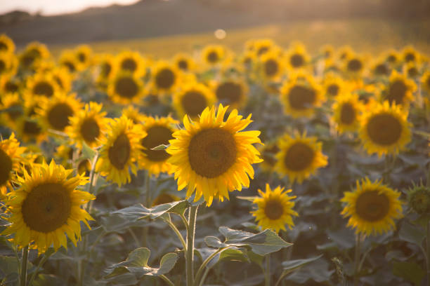 istock Sunset in the sunflowers field 997794962