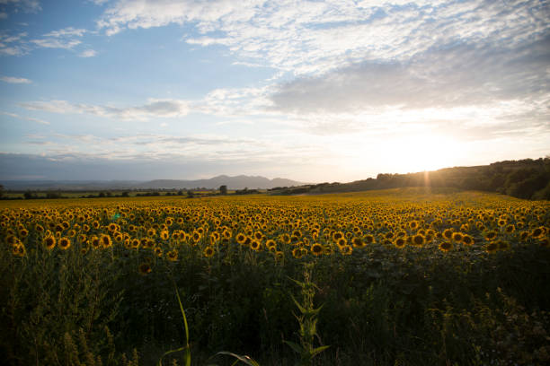 istock Sunset in the sunflowers field 997795046
