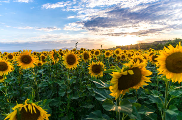 istock Sunflowers at the sunset 997795132