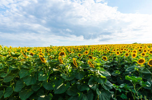 istock Sunflowers at the sunset 997795438