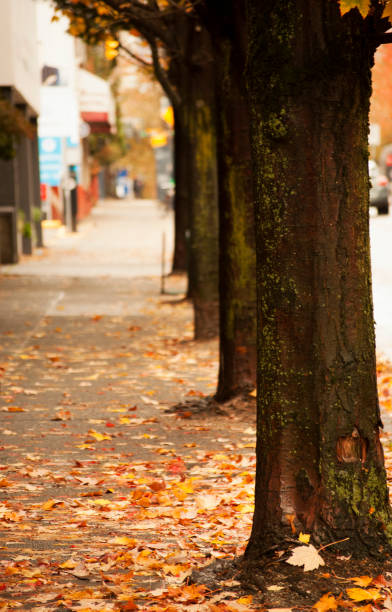 istock Autumn in an empty street 997796394