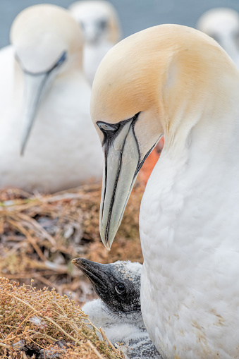 Adult northern gannet looking at chick in nest