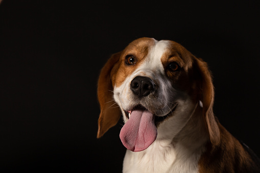 Portrait of young beagle dog on black background
