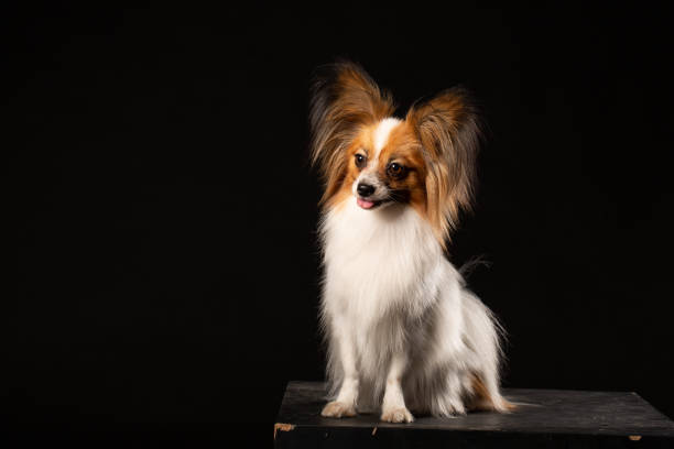 Closeup Surprised White Papillon Dog on black background