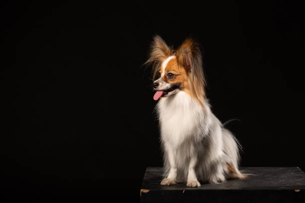 istock Closeup Surprised White Papillon Dog on black background 997817354