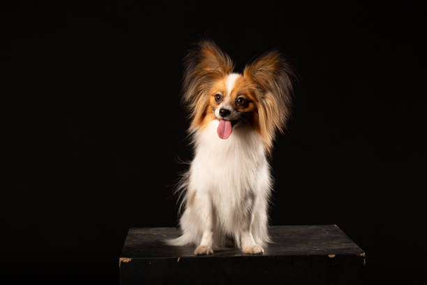 istock Closeup Surprised White Papillon Dog on black background 997817392