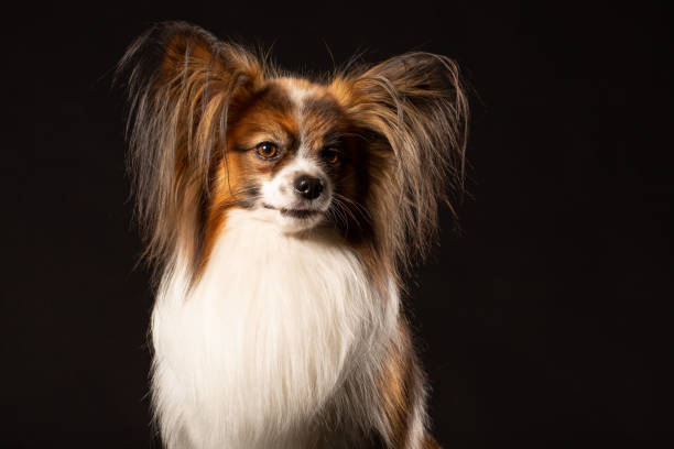 istock Closeup Surprised White Papillon Dog on black background 997817746