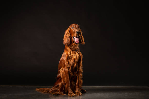 ирландский сеттер задыхаясь студии выстрел - irish setter стоковые фото и изображения