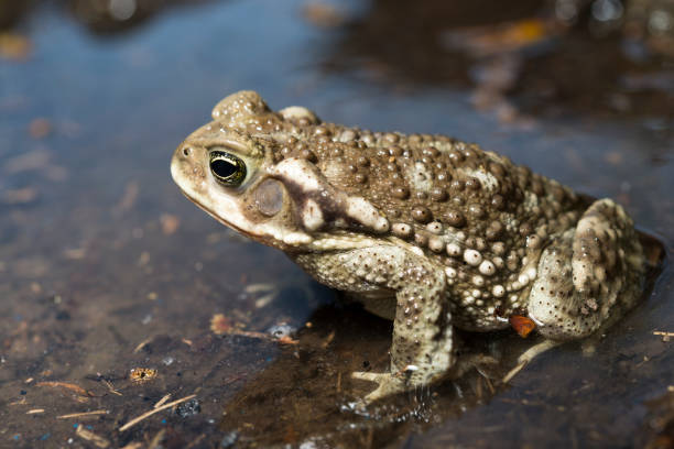 rospo comune, rhinella arenarum - common toad foto e immagini stock