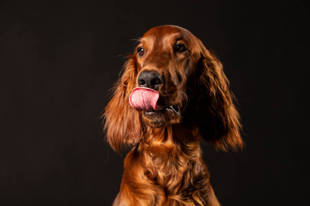 ирландский сеттер задыхаясь студии выстрел - irish setter стоковые фото и изображения