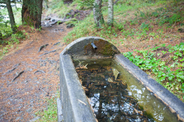 istock Drinking trough in Pyrenees - Bassa d'Oles 997818270