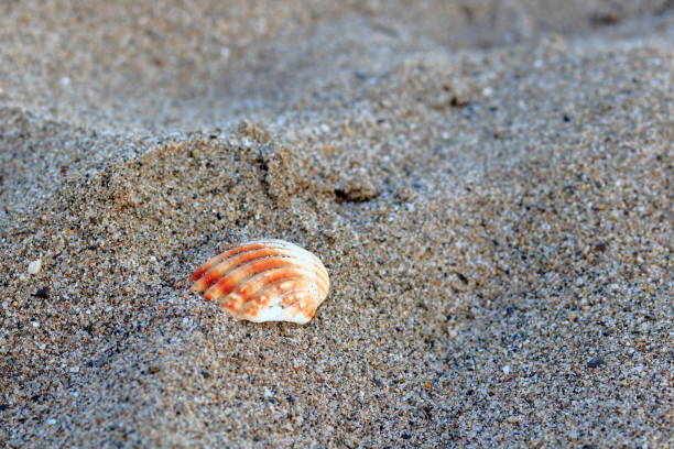 istock Beach detail and shell - Barcelona 997818318