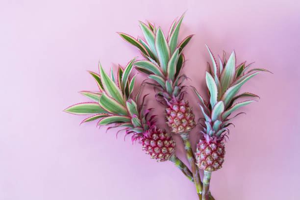 istock ineappless flowers on pinlk 997818518
