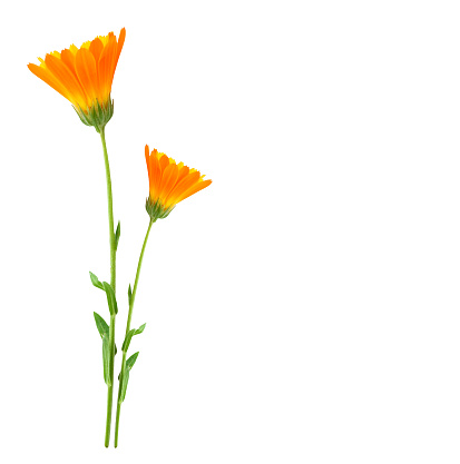 Bright marigold flowers isolated on white background.