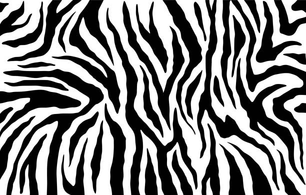 zebra haut, streifen-muster. animal-print. schwarz / weiß hintergrund. vektor-textur. - animal skin stock-grafiken, -clipart, -cartoons und -symbole