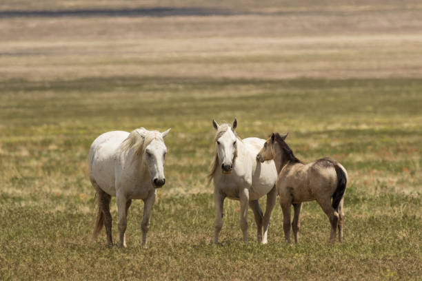 istock Wild Horses in the Utah desert 997834674