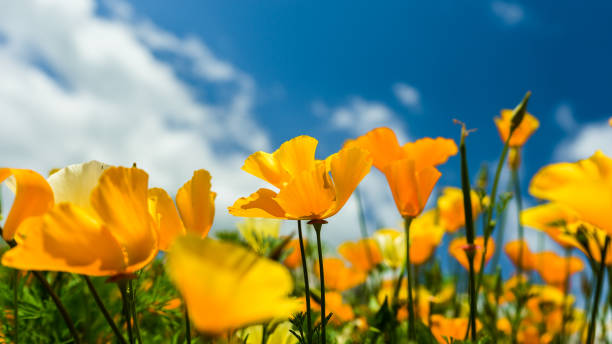 istock California poppy 997838646