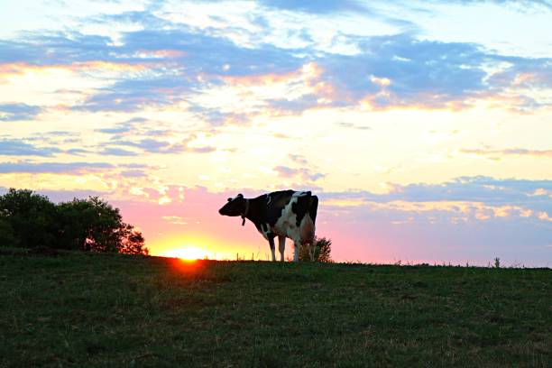 istock Holstein Friesan Cow at sunset 997839814
