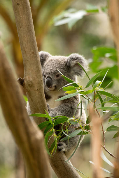 istock Koala siting on the branch in the wilderness. Australia. 997840372