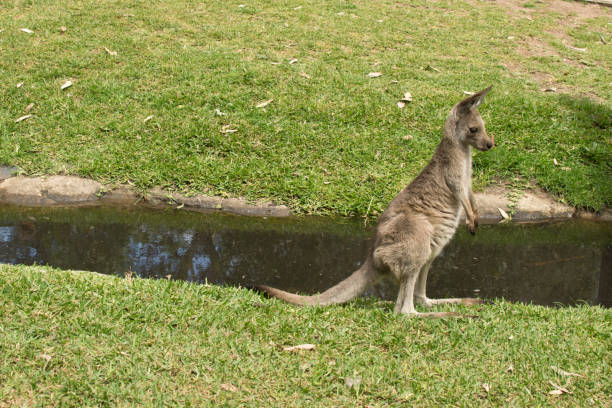 istock Eastern grey kangaroo in the zoo. Australia. 997851320