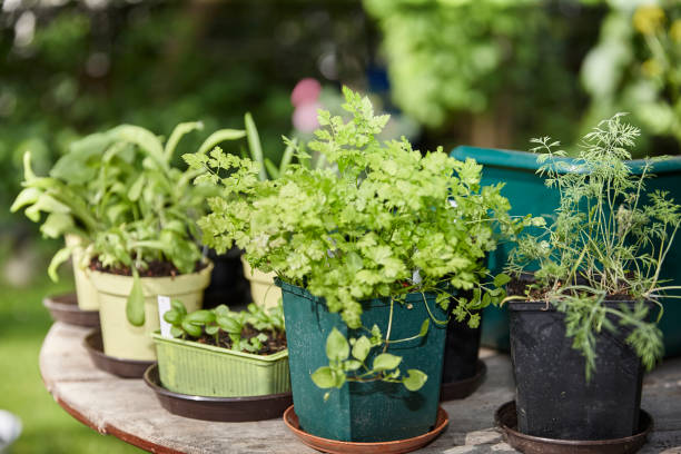 istock repotting seedlings and young plants at early morning 997859364