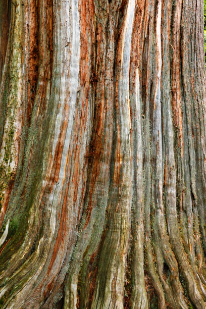The gnarled trunk of an old western red cedar tree from the American Pacific northwest.