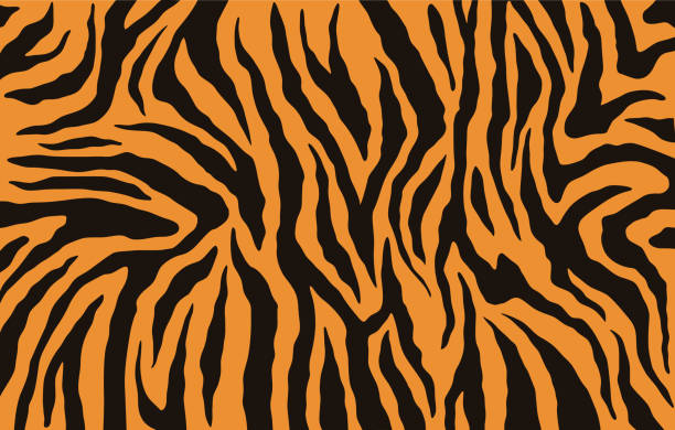 tekstura bengalskiego futra tygrysa, pomarańczowy wzór pasków. nadruk skóry zwierzęcej. tło safari. wektor - tiger stock illustrations