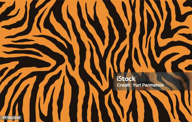 Texture Of Bengal Tiger Fur Orange Stripes Pattern Animal Skin Print Safari Background Vector Stock Illustration - Download Image Now