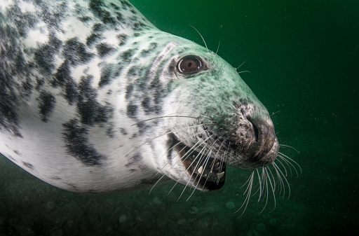 A curious grey seal comes to look at its reflection in the camera lens of a scuba diver diving off the coast of England