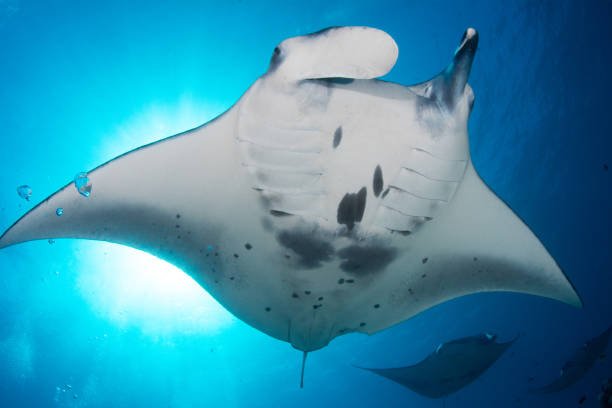 manta ray frais généraux - scuba diving flash photos et images de collection